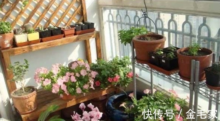 叶片|三九寒天已过，立春阳台养花别闲着，4件事提前做，先把根系叫醒