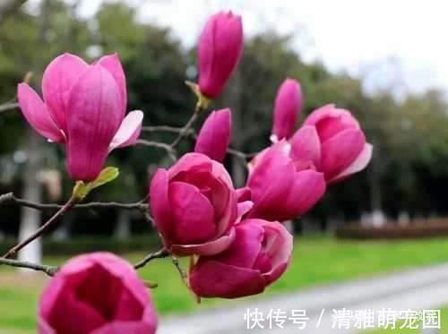 玉兰花|养这几款植物，好养活花期长，一年开花200多天，绚丽多彩