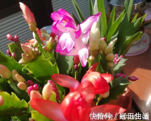 花苞|养花技巧：蟹爪兰一片叶子，蹿出10个花苞，给它喂啥好东西了