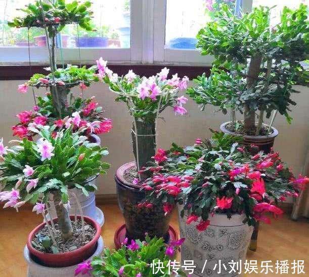 枝条|入秋扦插“6种花”,7天就生大白根,告别“黑腐烂”呼呼窜大个