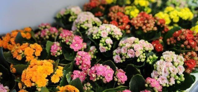 3种花是花中劳模，一年四季开花不断，谁养谁喜欢