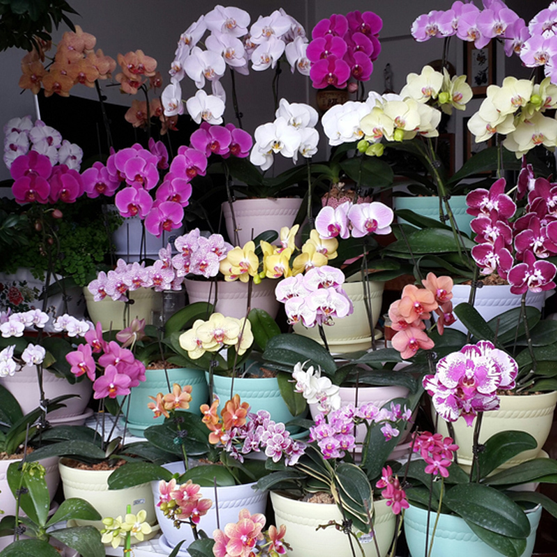 花了100块不到,庭院就大变样,花香四溢,一不小心变成花海