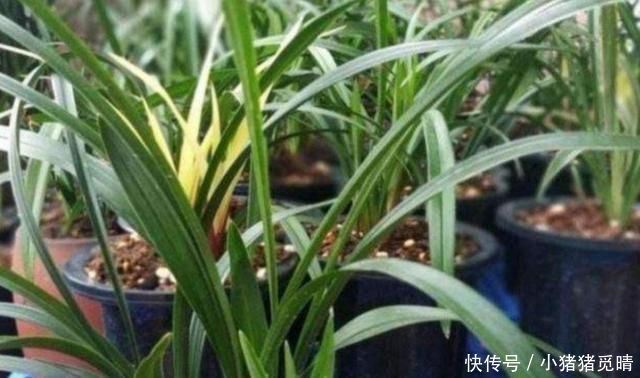 兰根|养兰花这点最关键,发芽多又壮,开花多又香,年年开花不断