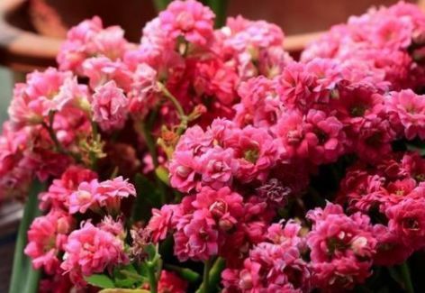 养长寿花,“水肥光照足”,花苞长不停,开花特别多,轻松爆盆!