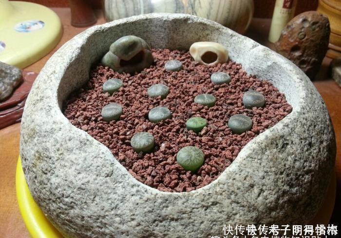 多肉种|把多肉种在石头里,你试过用石头当花盆吗?