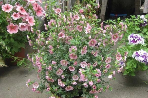 3种枝条泡水里,10天长根,一次开花100朵,水培成活率更高!