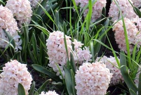 盆栽风信子、仙客来,高温天需挪挪地方,因为它们要休眠了