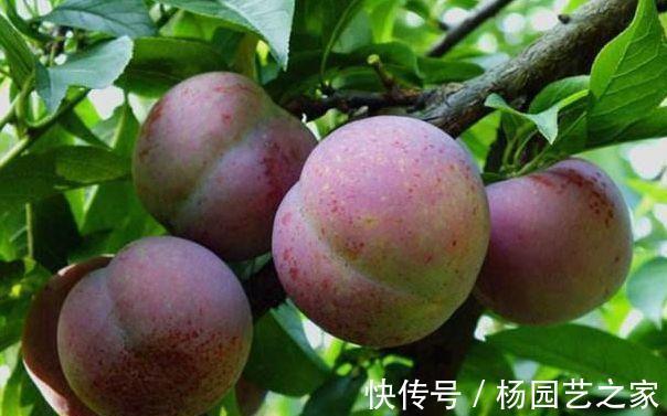 常吃|秋季养生要会吃,常吃3物,养颜美容、美容护肤,提高免疫力