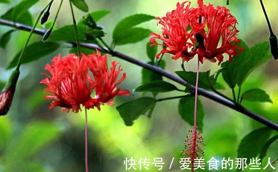 盆栽|6种漂亮花，号称“开花机器”，花色艳丽真喜庆，是盆栽佳品