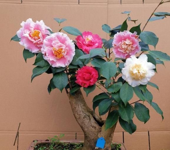 小齐|家庭盆栽茶花，多浇3种“酸水”，植株健壮，花大色艳，花期更长