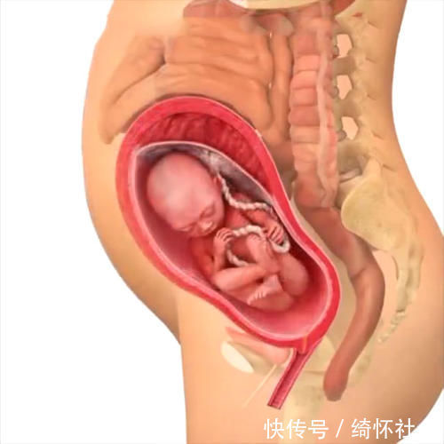 发育|孕期40周胎儿生长发育组图,胎儿是这样一天天长大的