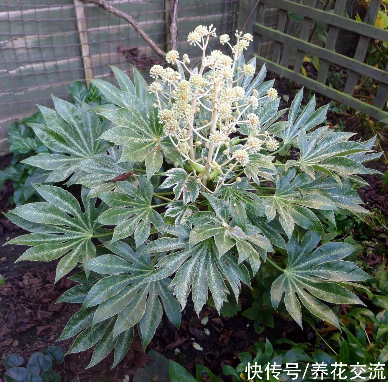 叶片|枝叶长得特别壮观的八角金盘，品种还挺丰富，适合养成室内大盆栽