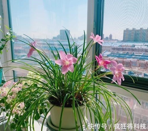 惊喜|这3种花不开花像野草，很多人都以为是野韭菜，开花后令人惊喜