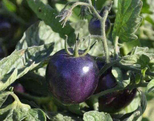 犯愁养花还是种菜别选了，种植8种蔬菜盆栽看着五颜六色