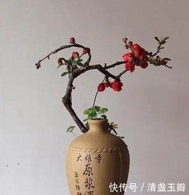 老公在家用废酒瓶养盆栽,做出来竟这么美,邻居都想高价购买!