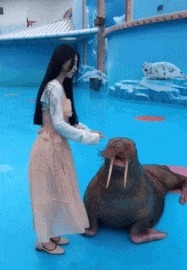 |搞笑GIF趣图：海象：“看你这么可爱的份上，我就配合一下吧！”