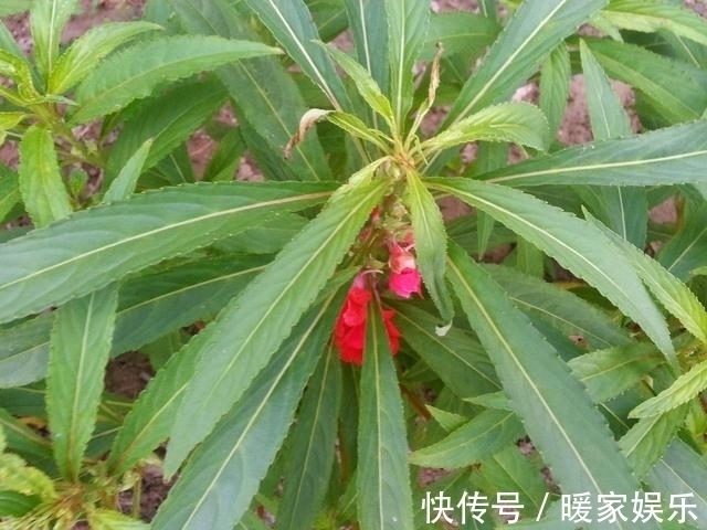 “这”几种花再喜欢也不要养,对“身体”不好,现在知道不晚