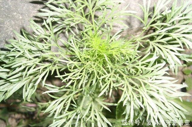 外形酷似艾草,曾是救命粮,野外不好寻找,李时珍轻身益气耐老