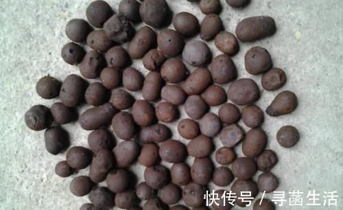 养花|光买便利的“营养土”养花,不行,盆底垫这些小东西才能不烂根