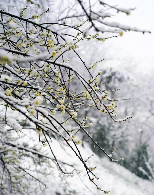 费玉清|踏雪寻梅暗香来，临安赏梅正当时~