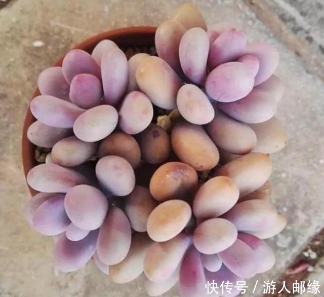 农村露养的多肉,同学5招养成“胖美人”状态棒棒哒