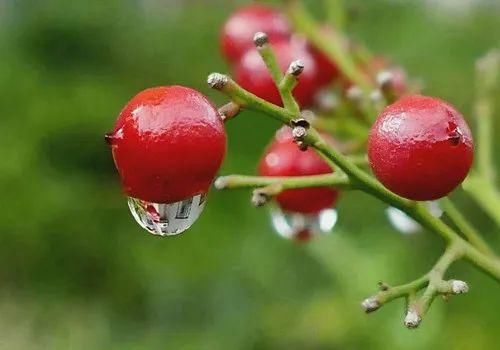 冬天只下雨，不下雪，看范成大怎么感慨