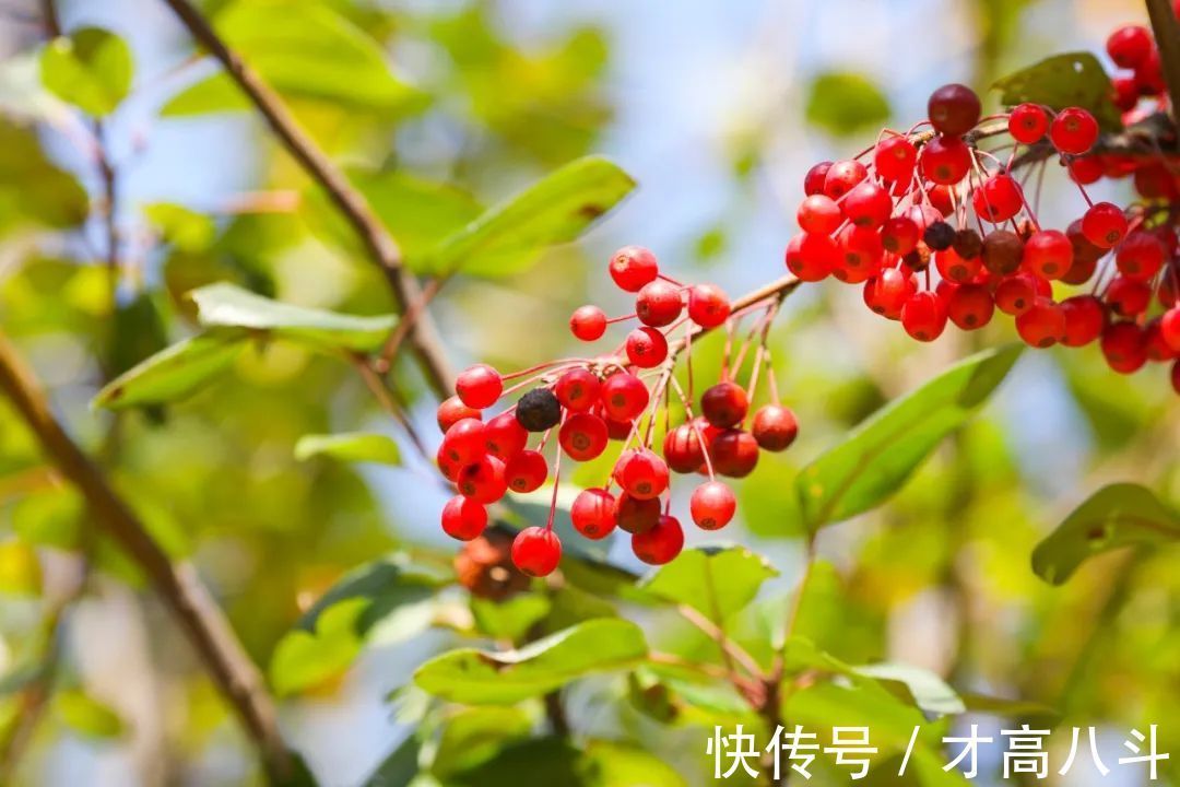 李商隐!15首最美七绝情诗,首首深情,爱你千千万万遍!