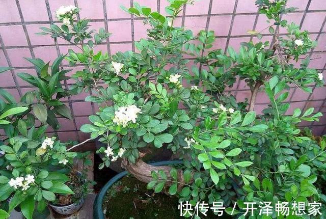 老桩|懒人家里养盆栽首选3款''大树'',株型小、身价高、寓意美