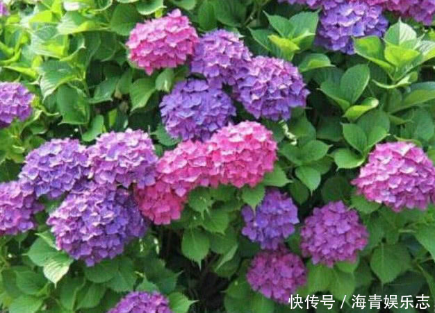 浇水|4种花夏天必须勤浇水，水分充足爆花一整夏，不然叶片发黄不开花