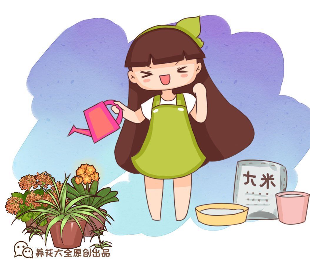 养花|养花用点“酸酸水”,花长得特旺,叶子绿得直滴油