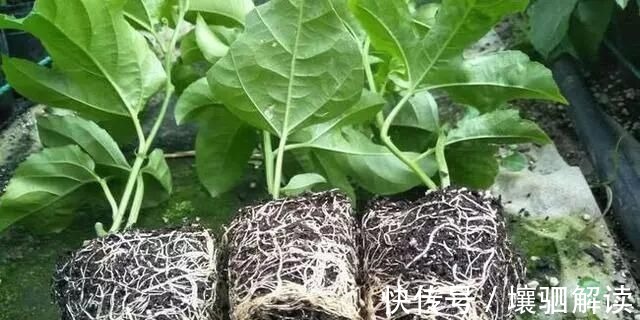 棚架|有1种“水果”,剪根枝条插土里,15天生根,结出果子“吃不完”