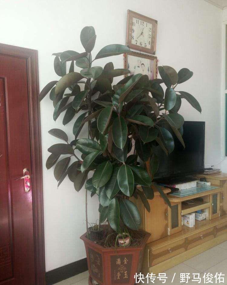 橡皮树|客厅养花，就养“大树”，2年长成“绿巨人”，优雅漂亮，品位佳