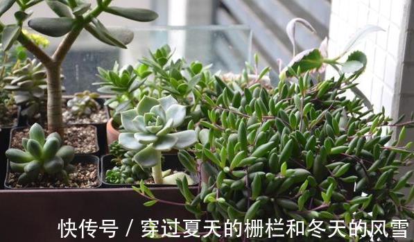 盆栽多肉紫玄月侧重这3小技巧，好看又好养，秋冬疯长新茎叶