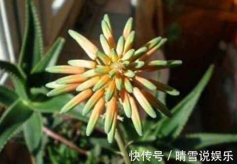 这9种花,特别适合新手养,越不浇水越爆盆,总有一款适合你!