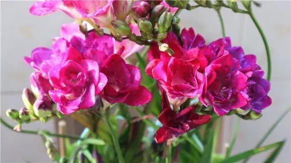 3种花比香水好闻,随便养1盆,异味跑光光,家里清香四溢!