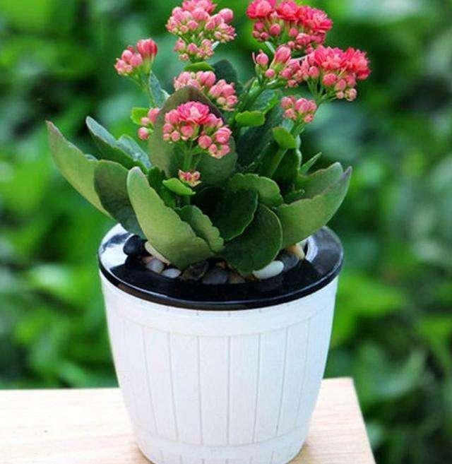 长寿花|爱喝“油”的4种花,盆里每周来1勺,根壮叶绿,当花肥真好用!