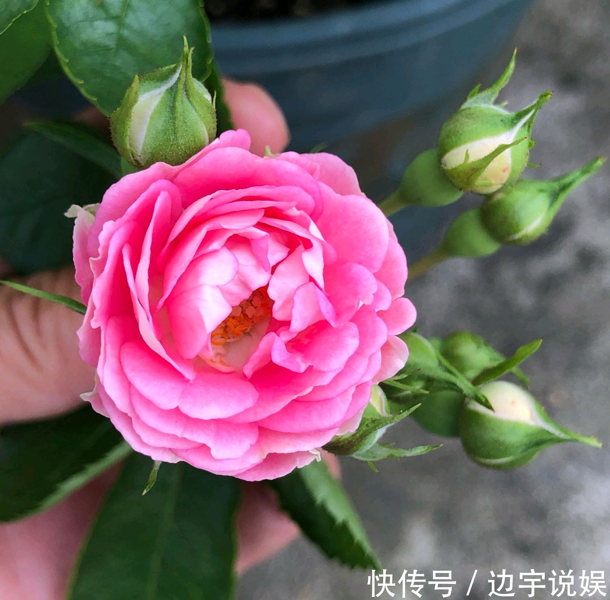 月季胭脂扣开花美似蔷薇,做到5点,开花爆盆成瀑布,眼馋得很