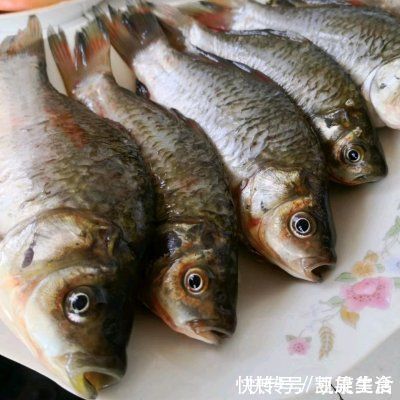 野生|一看就会的红烧鲫鱼，野生的小溪鲫鱼鲜的眉毛掉下来