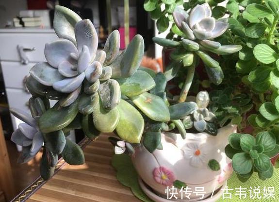 阳台空荡不知道养啥学会垂盆5种多肉,个个长成''小瀑布''