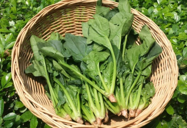 蔬菜|常吃西红柿会伤甲状腺,医生提醒,不想结节滞留,要少碰2种蔬菜