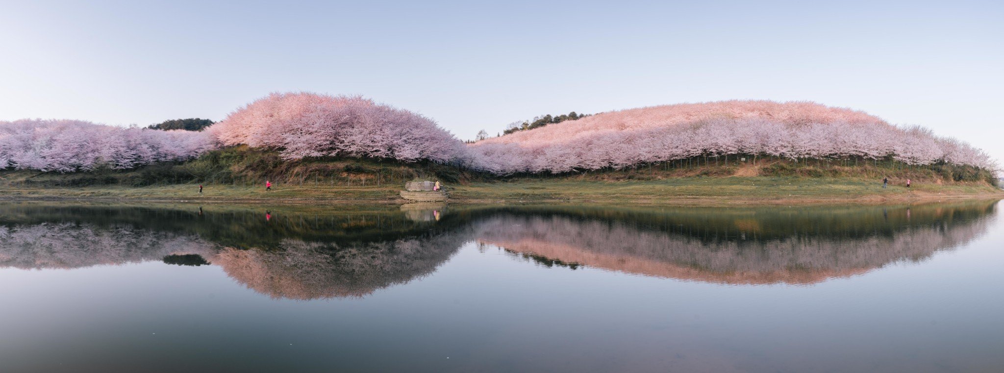 平坝樱花海，惊艳又浪漫