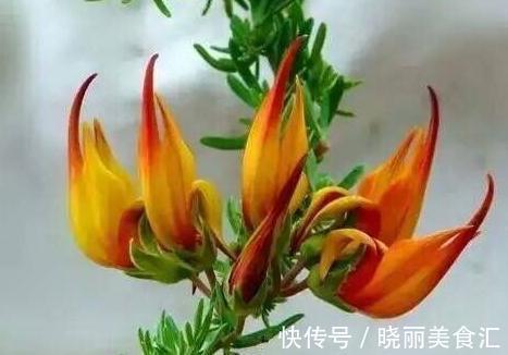 世界上最稀奇古怪的花儿,大多数人连一种都没见过,漂亮