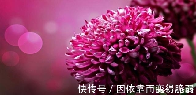 生肖|5天以后，云淡淡，桃花逆袭，破镜重圆，邂逅真爱赴红尘