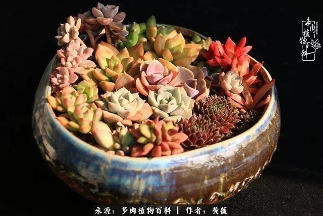 养了三年多肉，终于明白佛系养肉才是王道！