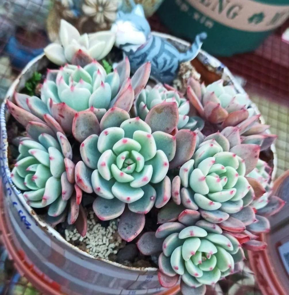 拼盘|多肉养在大盆里,就是豪横霸气,棵棵大得像白菜