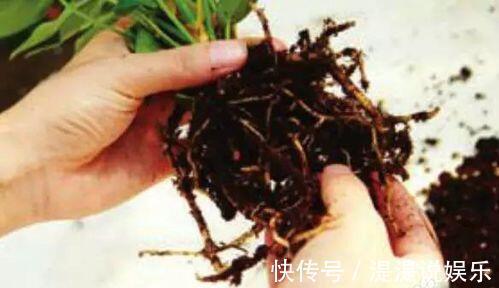 红掌|养红掌,3点“小技巧”,拒绝黄叶烂叶,花儿红彤彤,四季花不断
