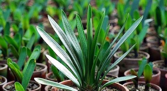 养君子兰,用这“几种”小方法,叶片整齐油绿,新叶呼呼长