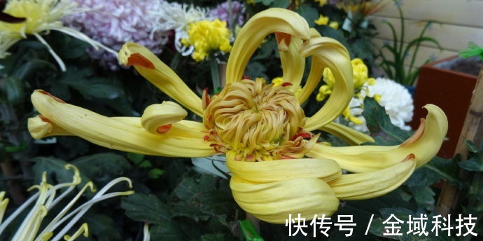 喜欢菊花,不如养盆“菊中精品”古刹金刚,似金刚罗汉,刚劲有力