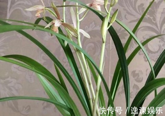 排水性|养殖小经验兰花长得好不好,不用羡慕别人啦,手把手教你养爆盆