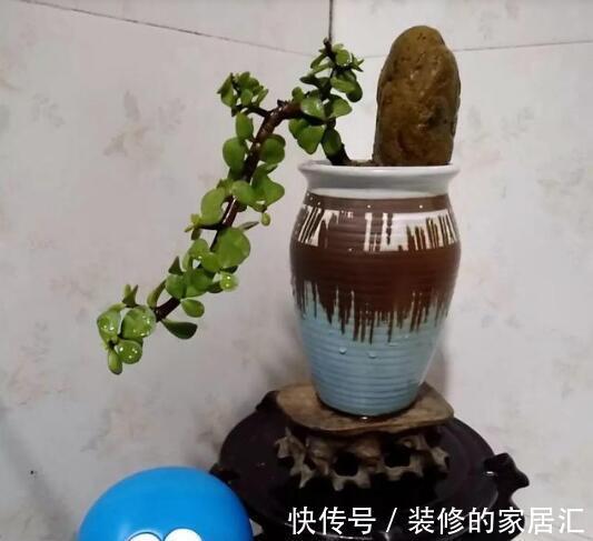 花卉|适合穷养的“5种花”,用小盆,少管一些更利于生长和开花